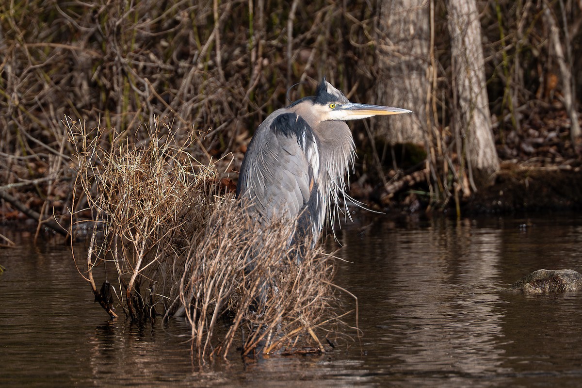Great Blue Heron - ML628434786