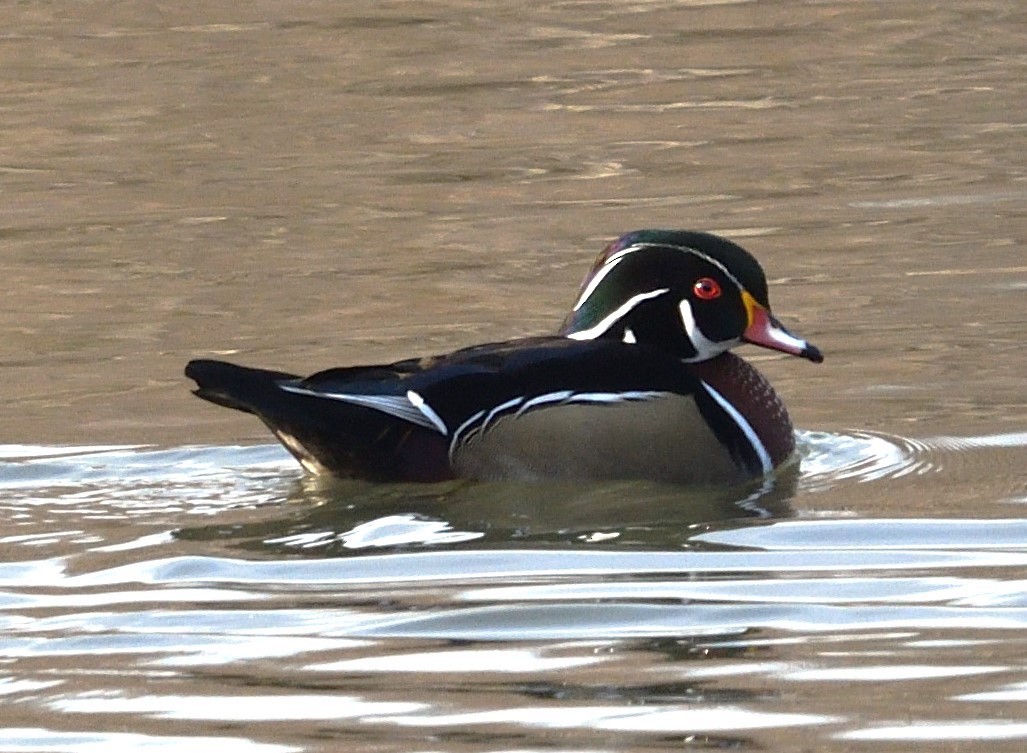 Wood Duck - ML628434840