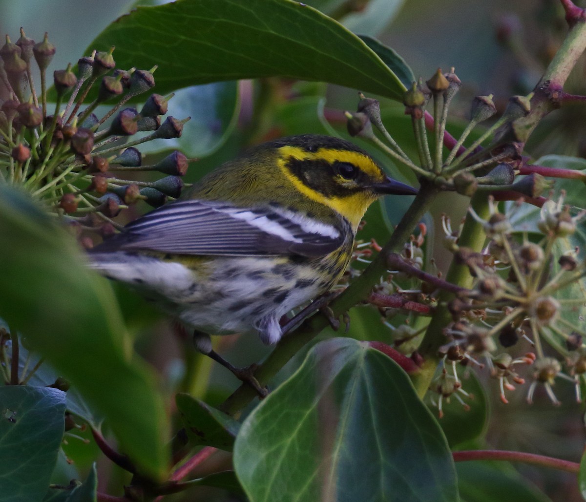 Townsend's Warbler - ML628434928