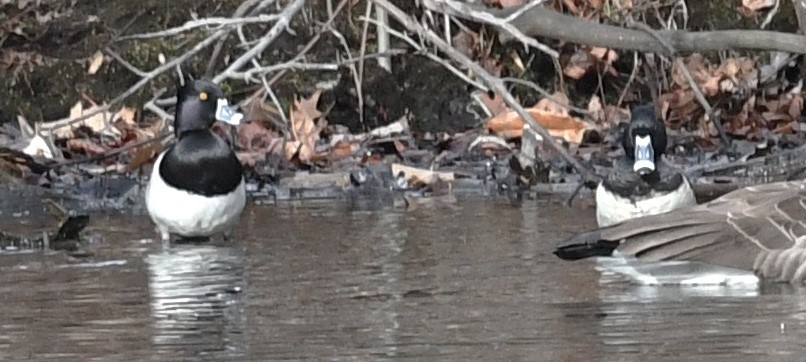 Ring-necked Duck - ML628434941