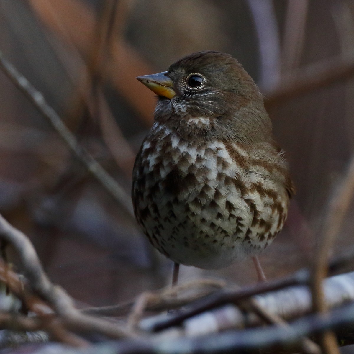 Fox Sparrow (Sooty) - ML628434966