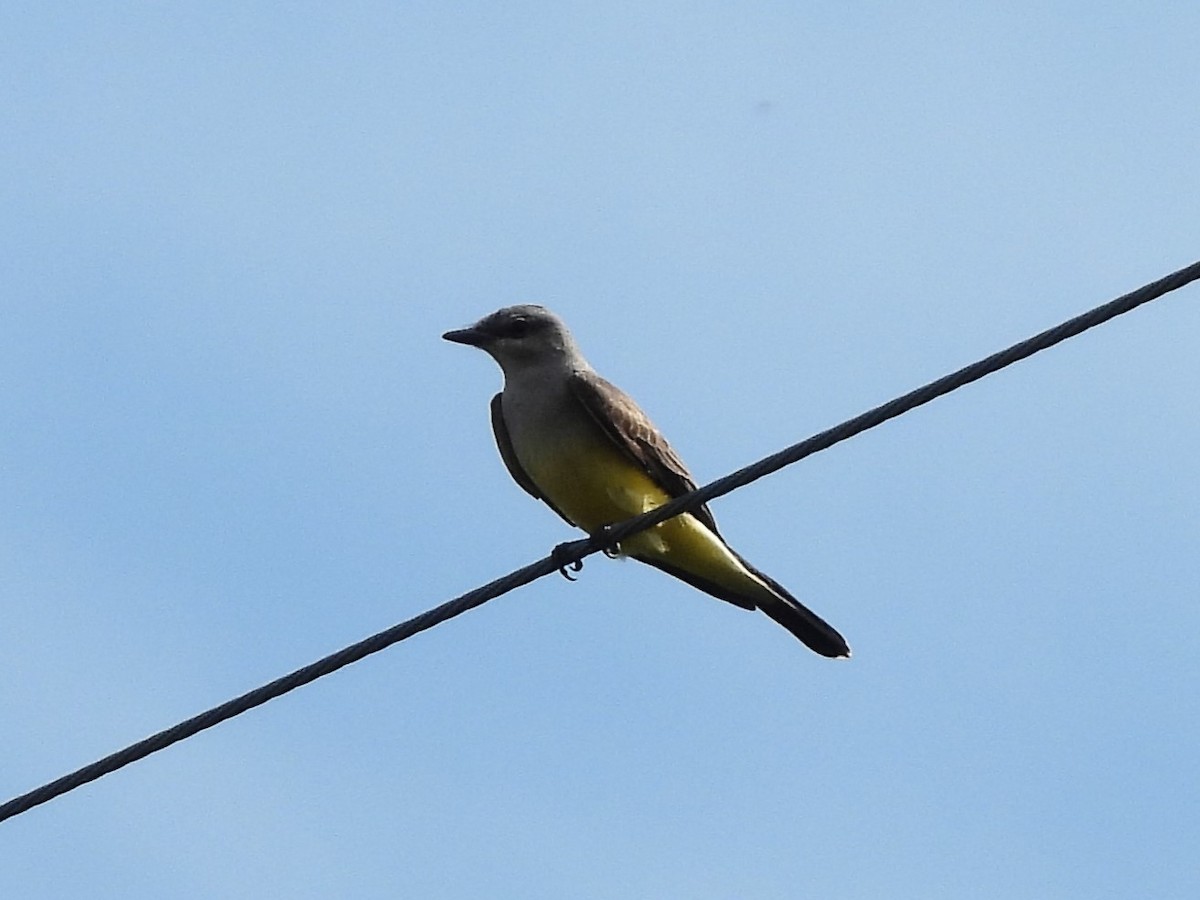 Western Kingbird - ML628434980