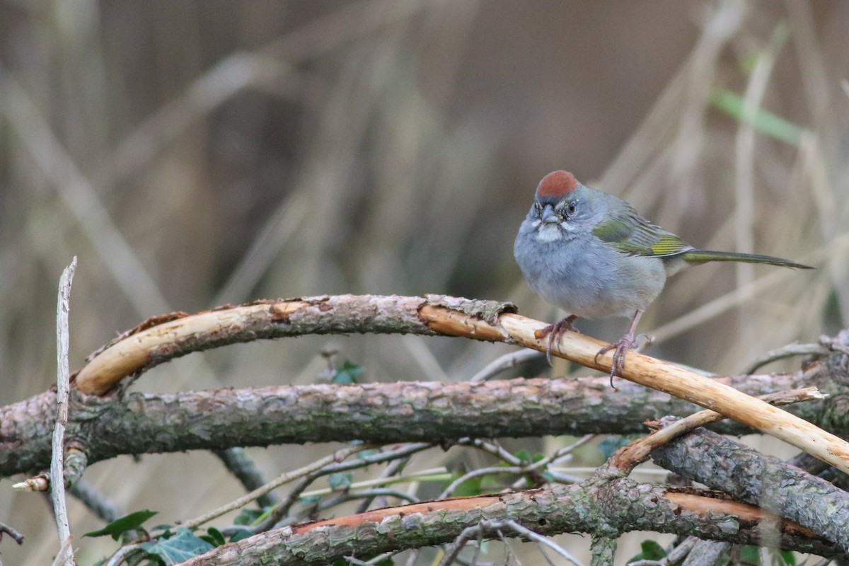 Green-tailed Towhee - ML628434993