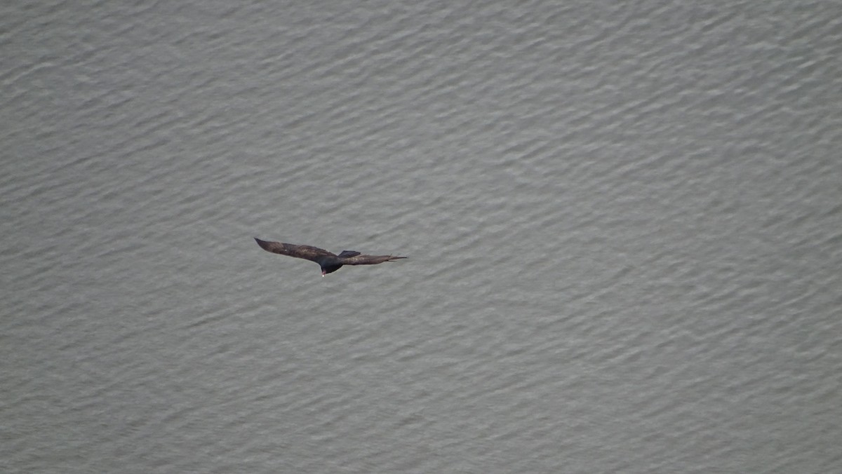 Turkey Vulture - ML628435050