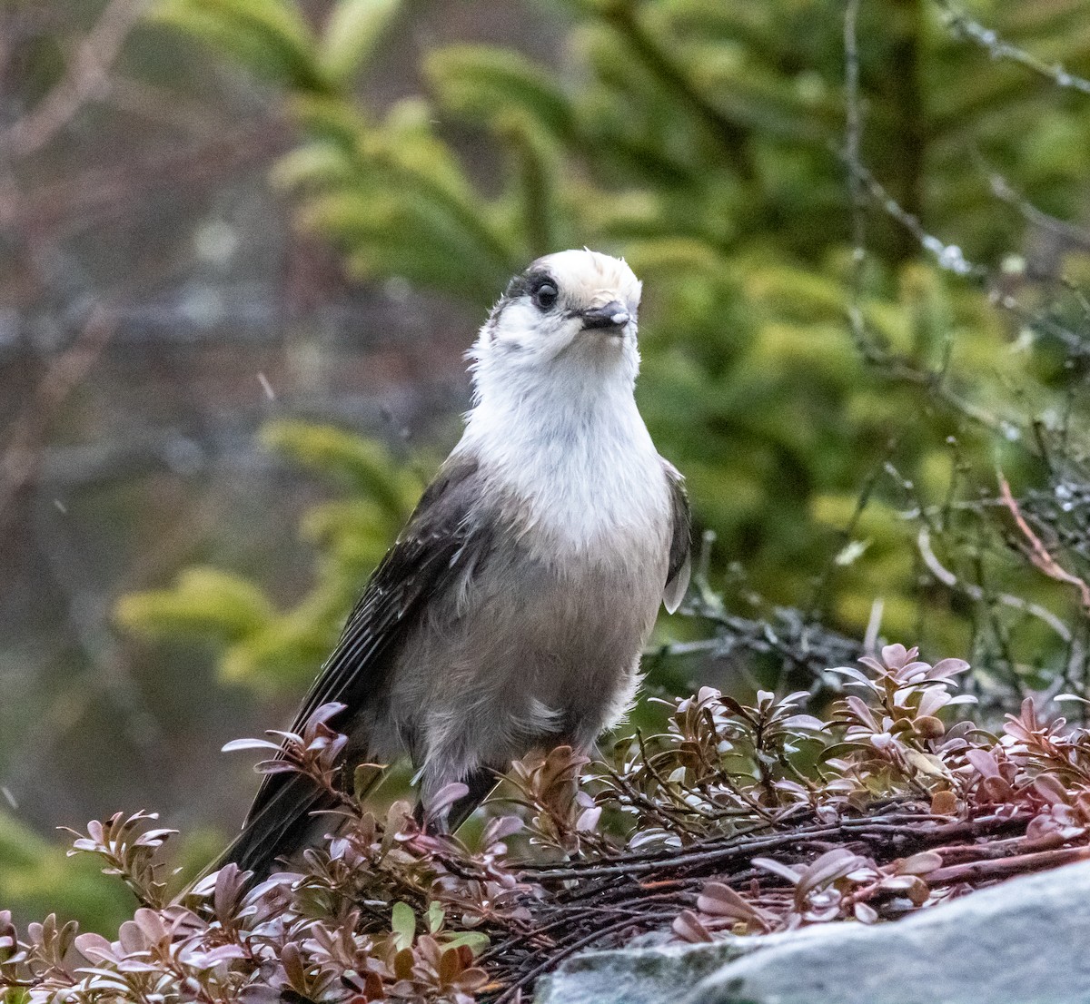 Kanada Kargası - ML628435303