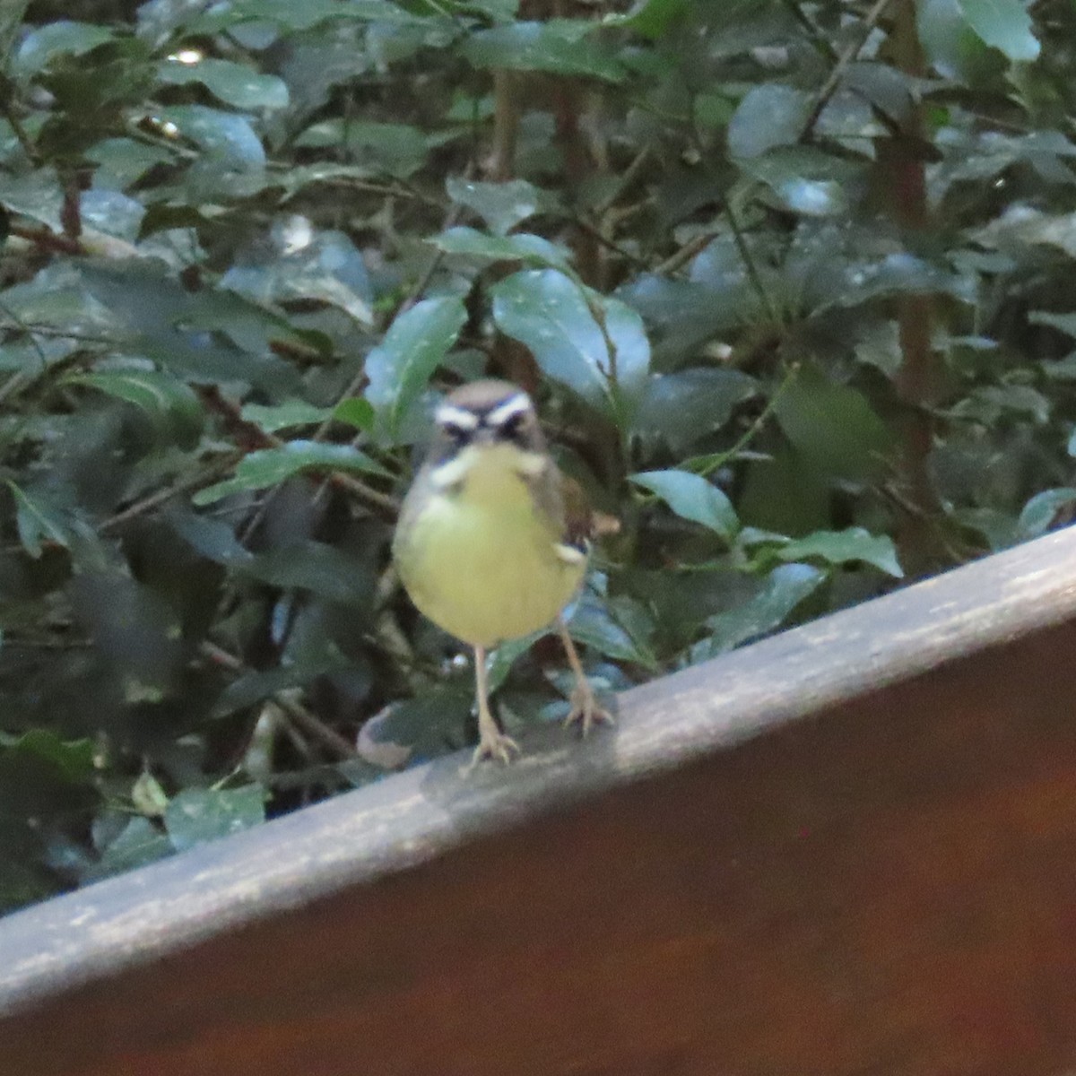 White-browed Scrubwren (Buff-breasted) - ML628435499
