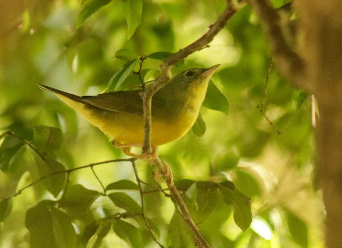 Graukopf-Waldsänger - ML628435523