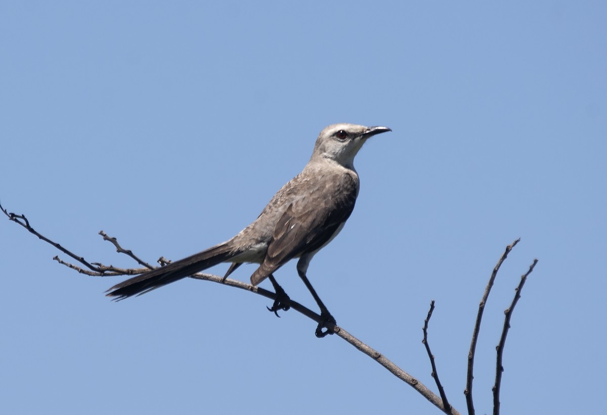 Tropical Mockingbird - ML628435602