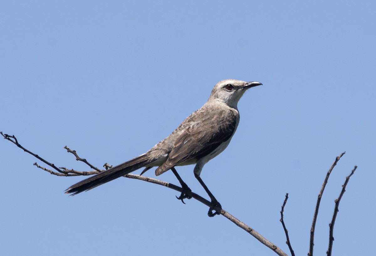 Tropical Mockingbird - ML628435604