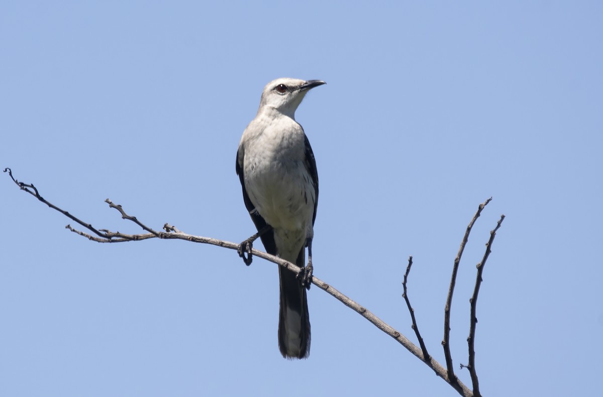 Tropical Mockingbird - ML628435605