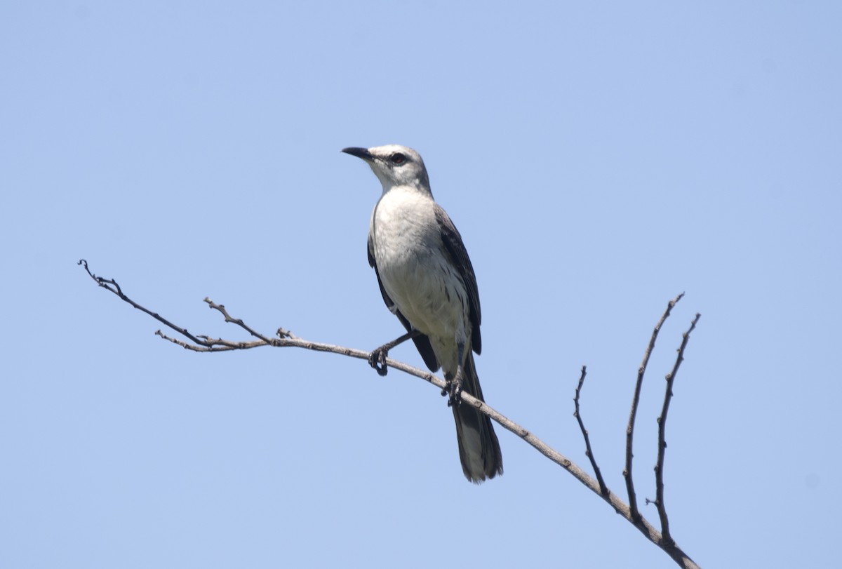 Tropical Mockingbird - ML628435606