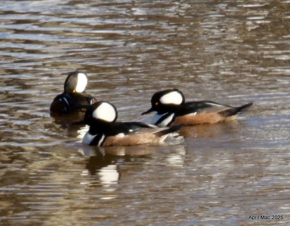 Hooded Merganser - ML628435651