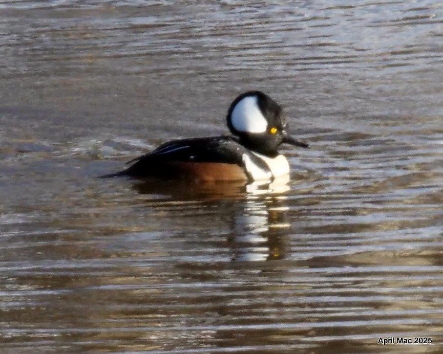 Hooded Merganser - ML628435653