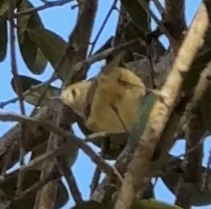 Ruby-crowned Kinglet - ML628435734