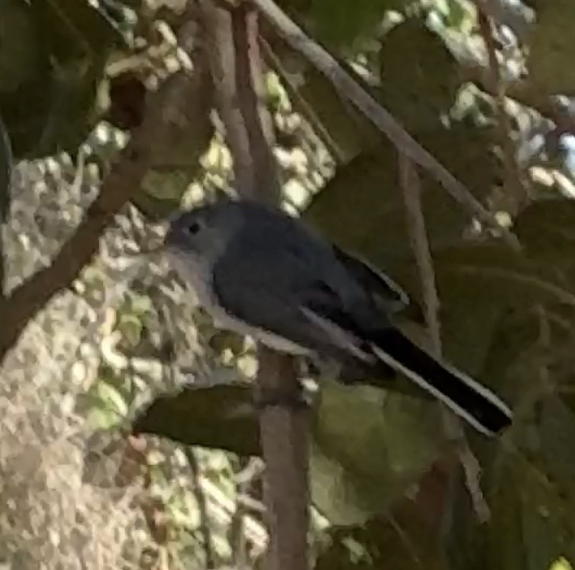 Blue-gray Gnatcatcher - ML628435740