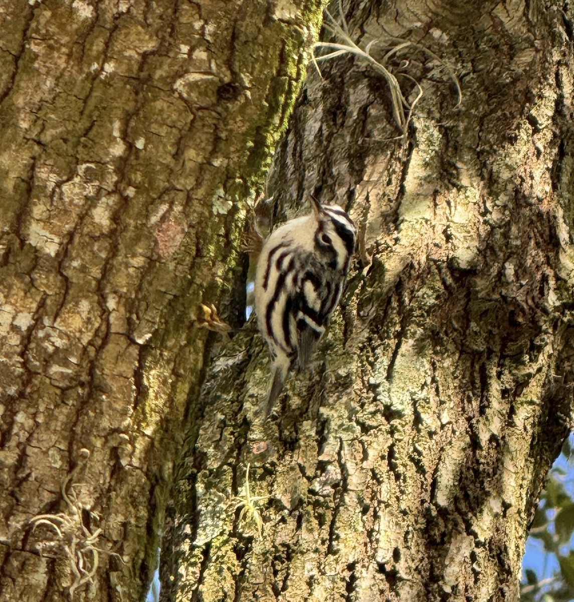 Black-and-white Warbler - ML628435746