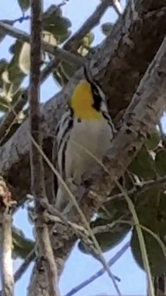 Yellow-throated Warbler - ML628435759