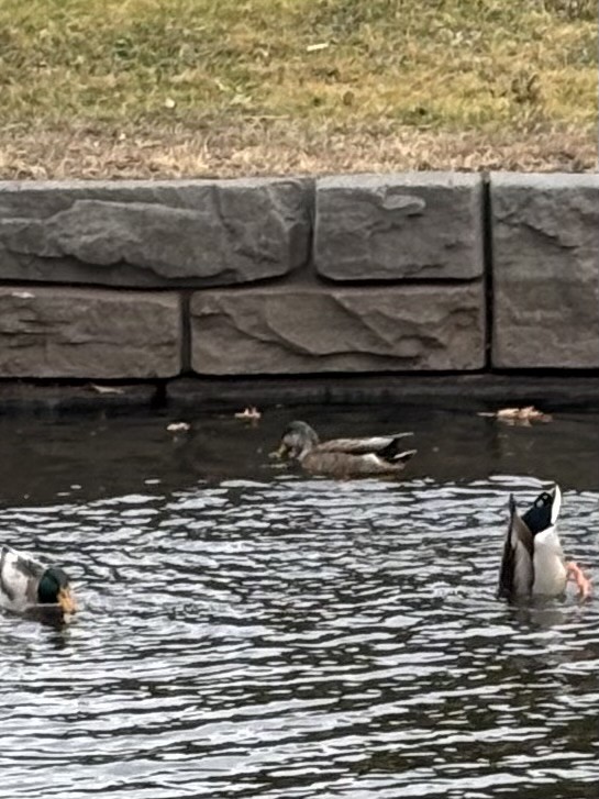 Mallard x American Black Duck (hybrid) - ML628436060