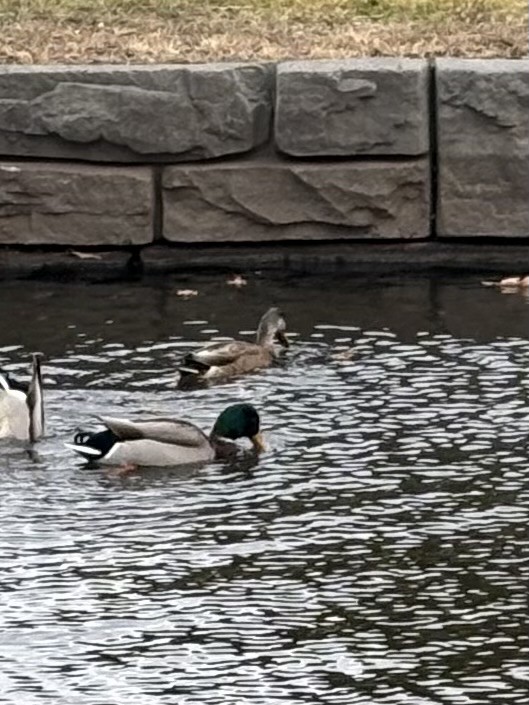 Mallard x American Black Duck (hybrid) - ML628436061