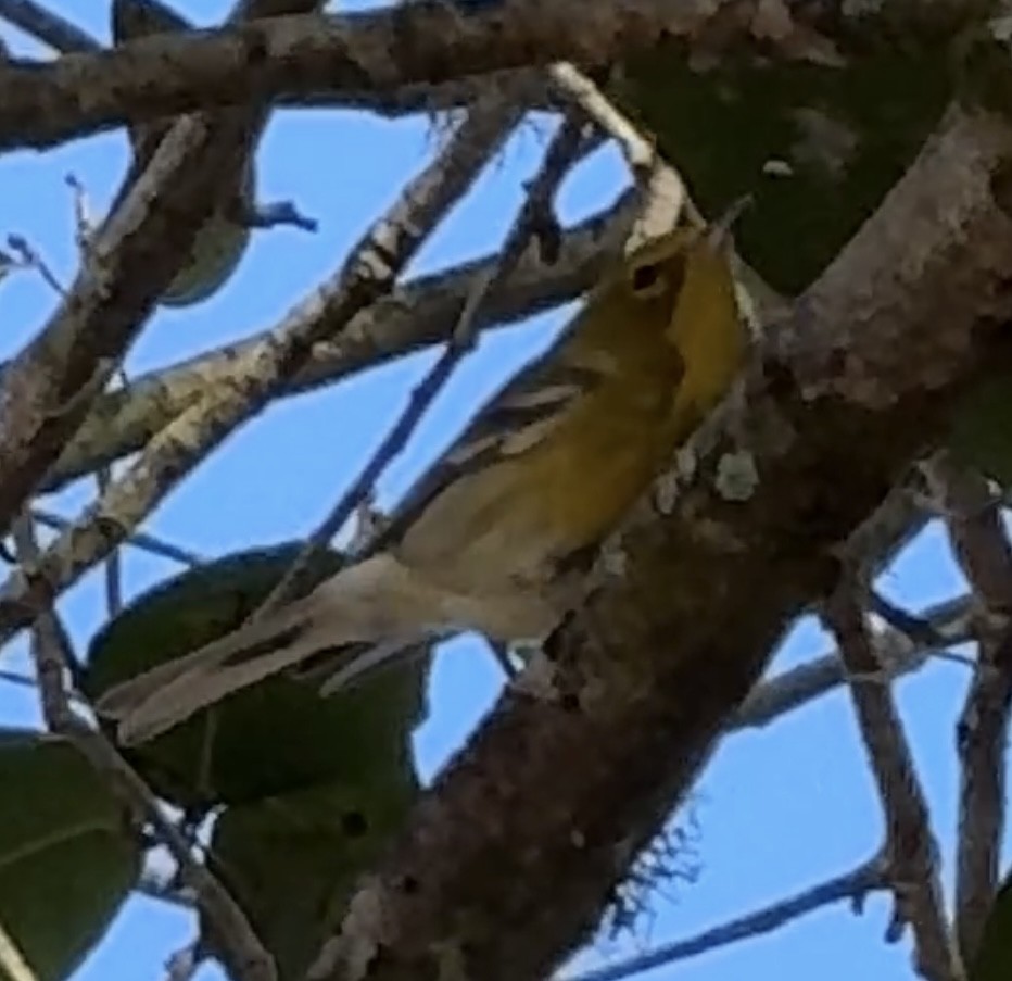 Pine Warbler - ML628436158