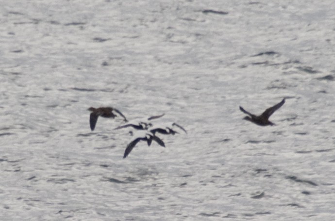 Eider arrunta - ML628436201