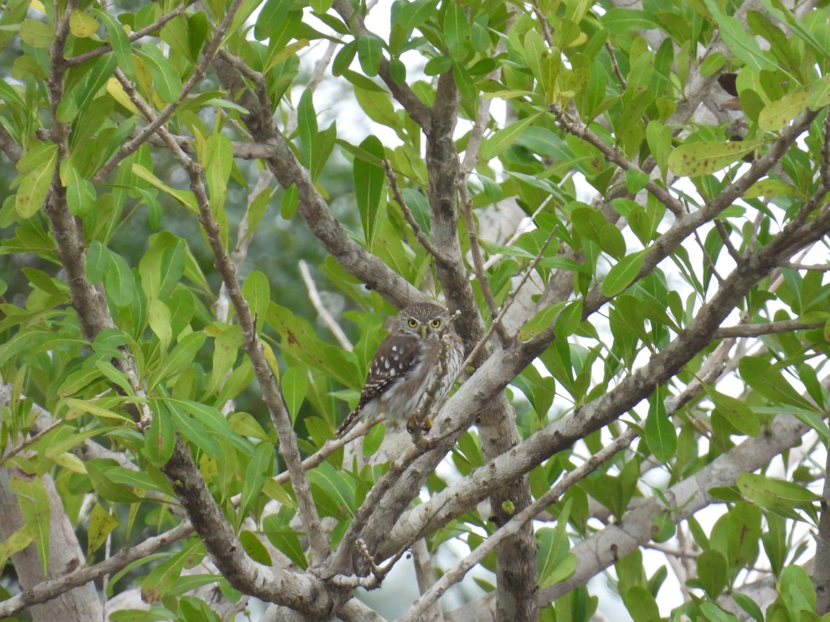 Ferruginous Pygmy-Owl - ML628436253