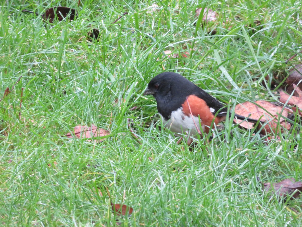 Eastern Towhee - ML628436255