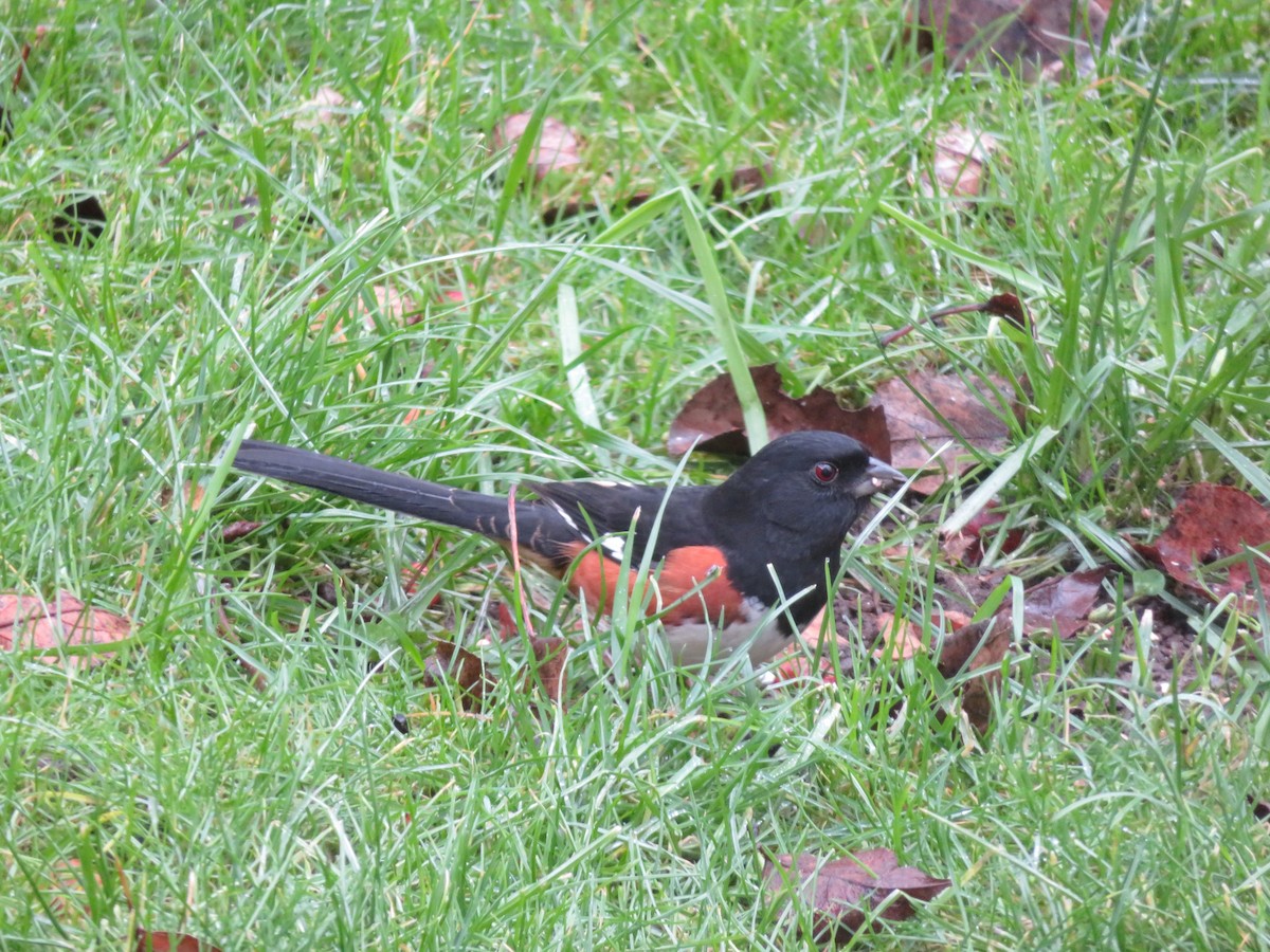 Eastern Towhee - ML628436256