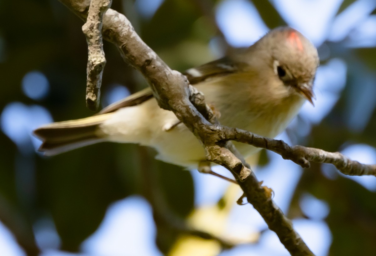 Ruby-crowned Kinglet - ML628436274
