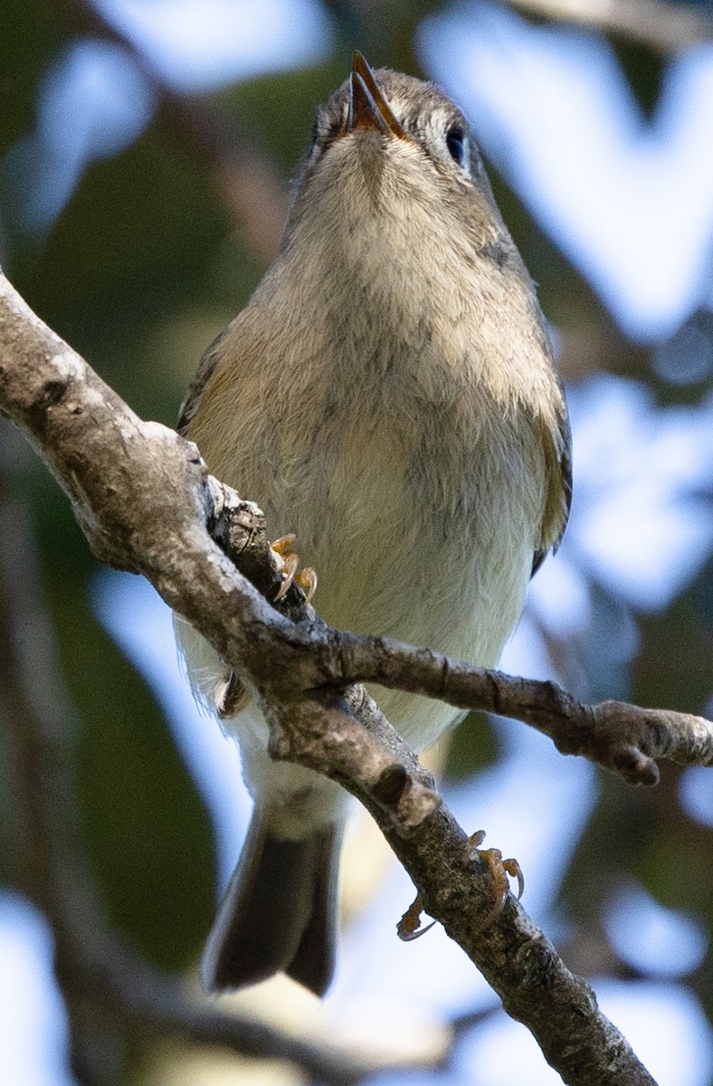 Ruby-crowned Kinglet - ML628436279
