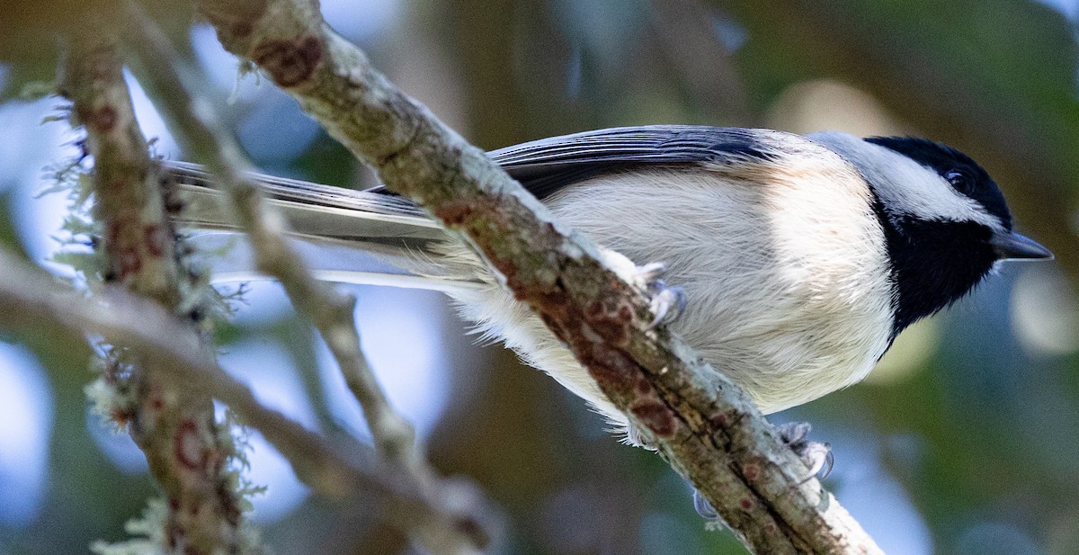 Carolina Chickadee - ML628436284