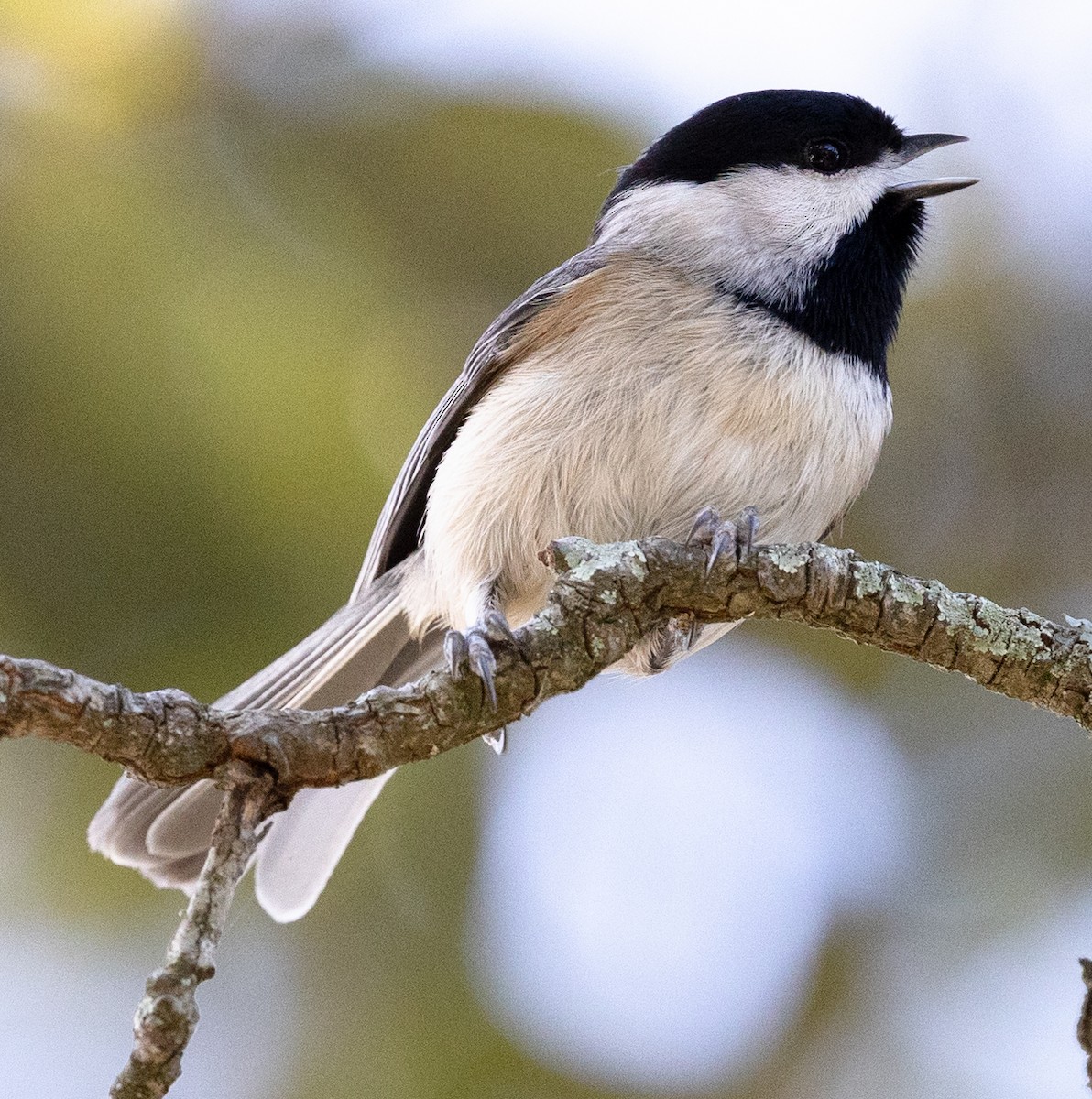 Carolina Chickadee - ML628436289