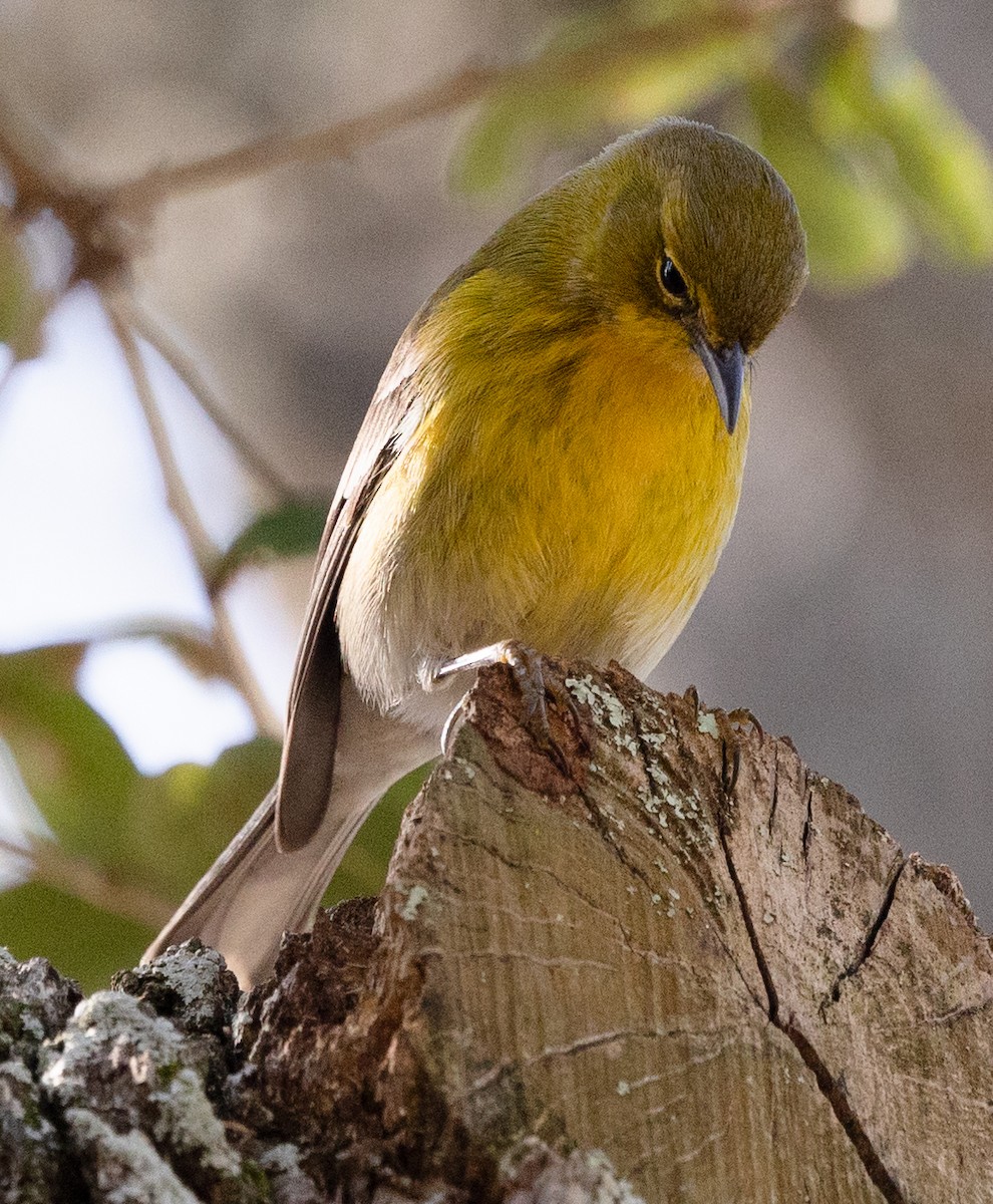 Pine Warbler - ML628436315