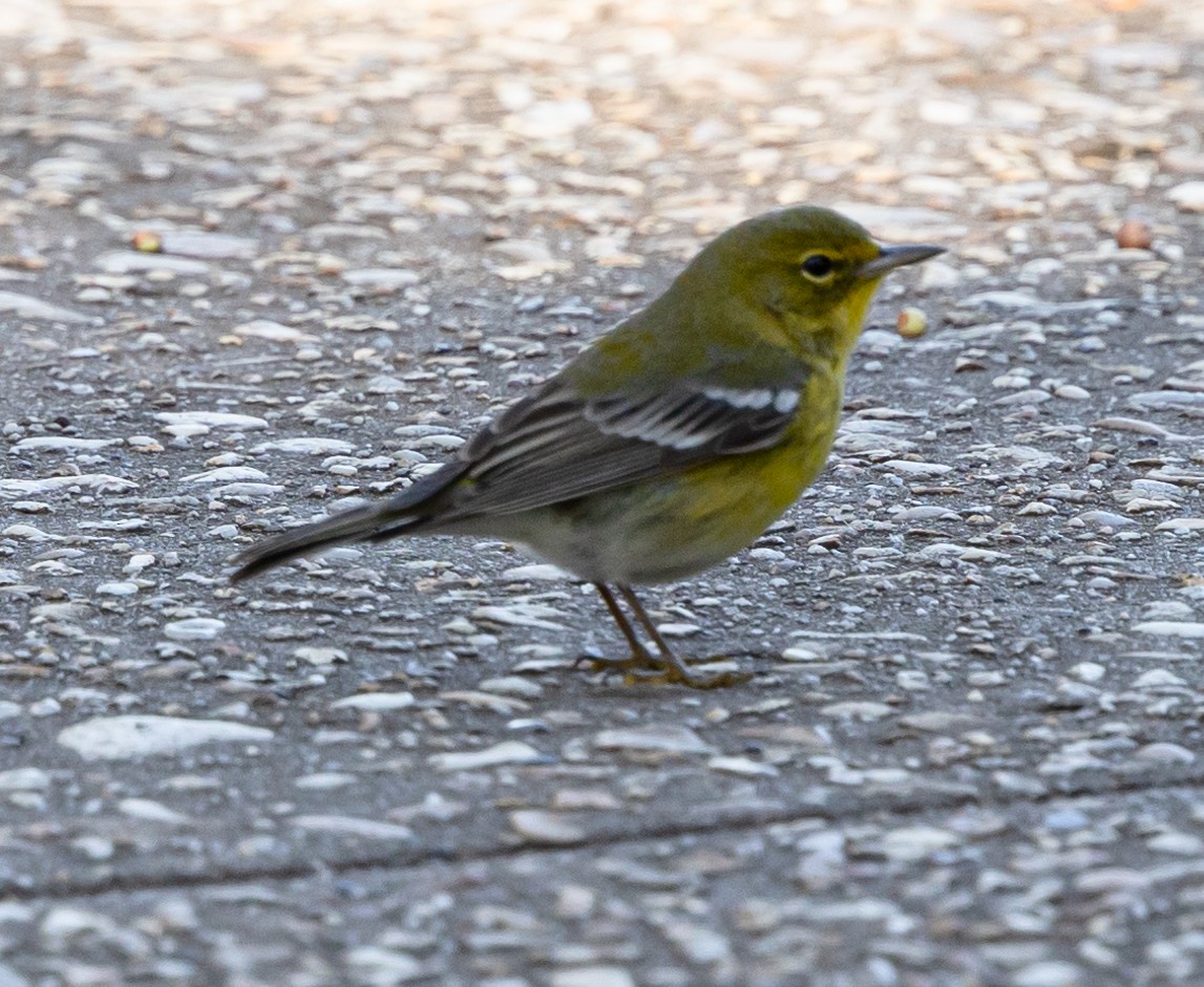 Pine Warbler - ML628436318