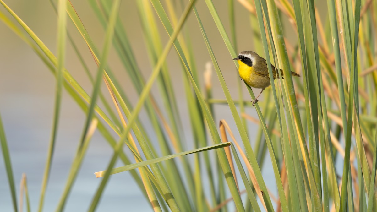 Common Yellowthroat - ML628436593