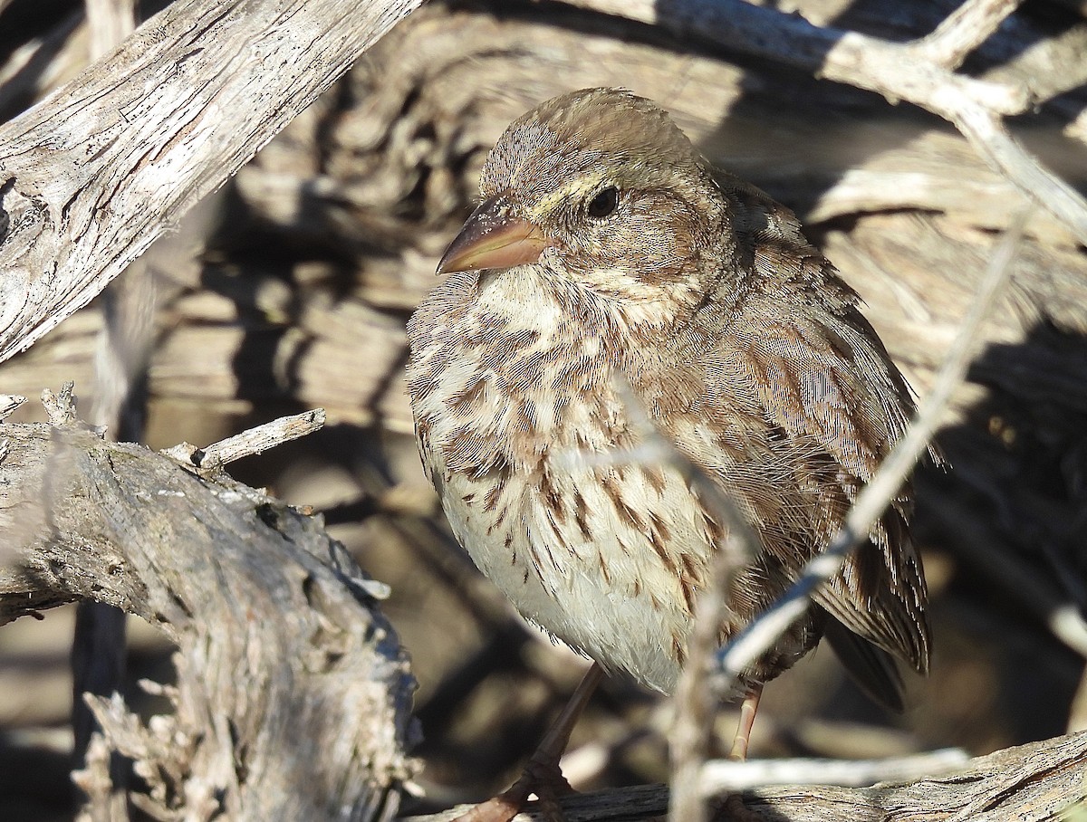 strnadec luční (ssp. rostratus/atratus) - ML628436648