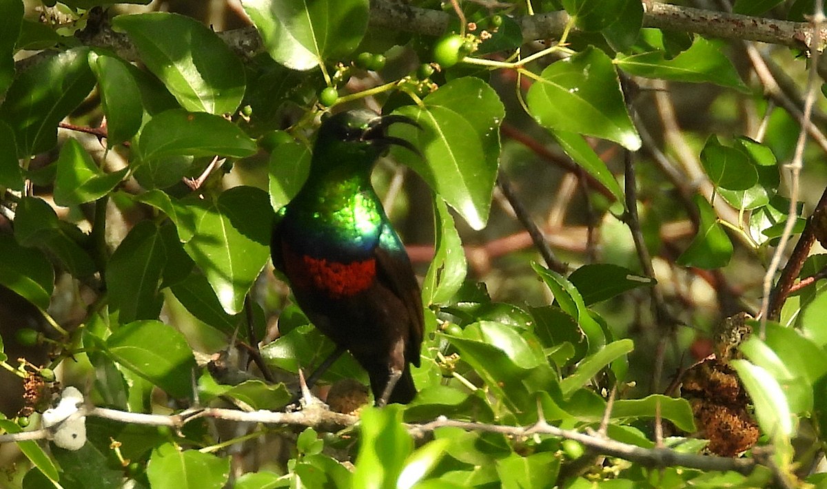 Neergaard's Sunbird - ML628436854