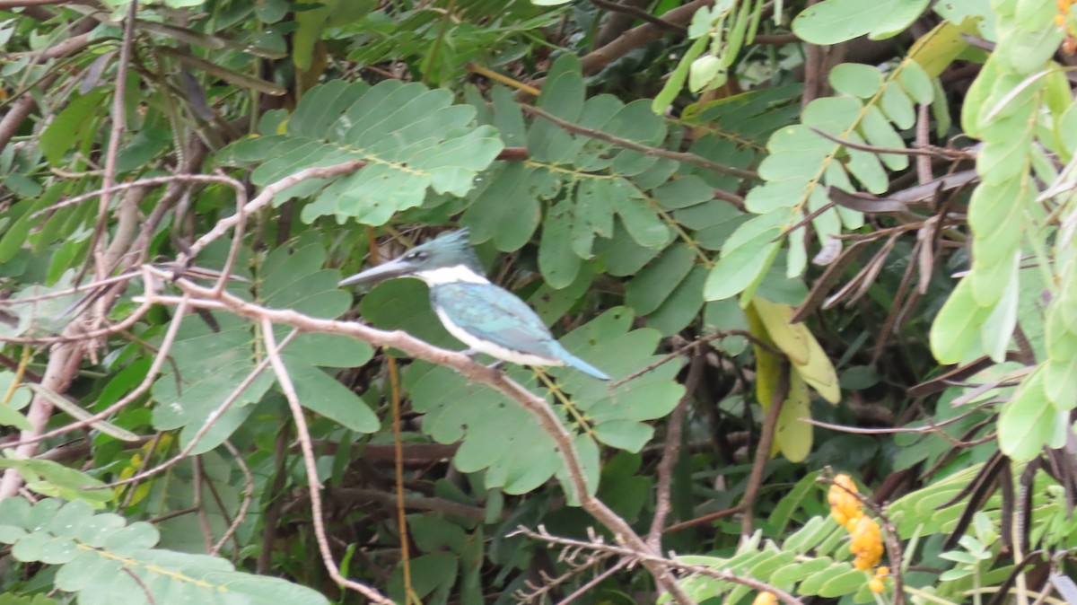 Amazon Kingfisher - ML628437056