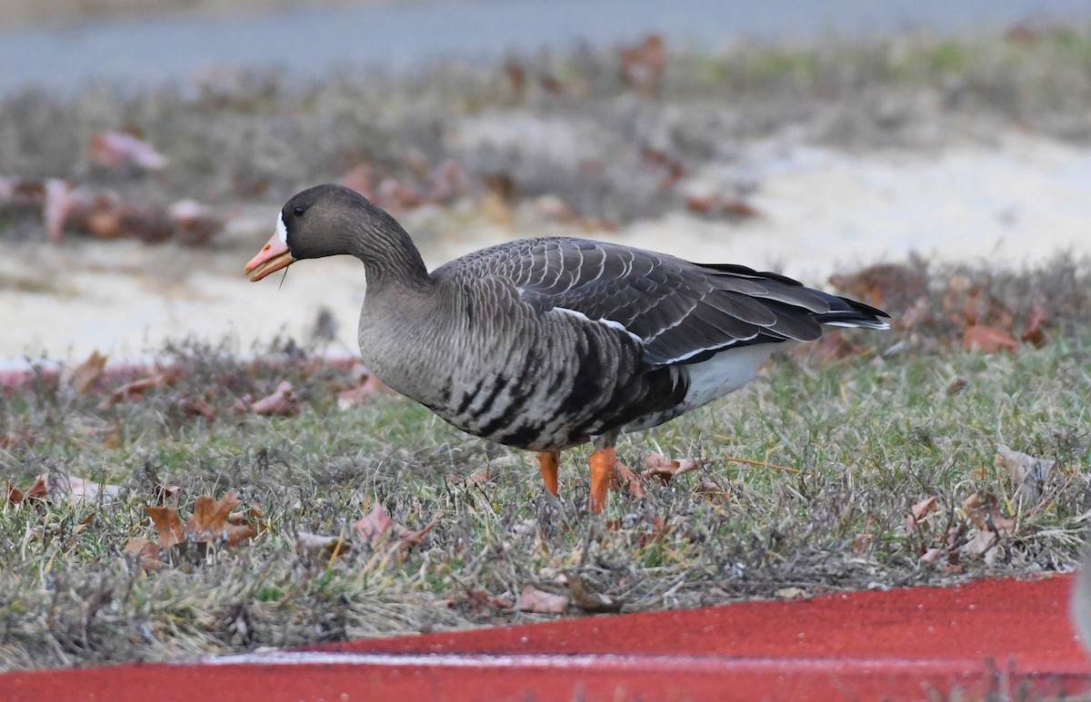 Greater White-fronted Goose - ML628437110
