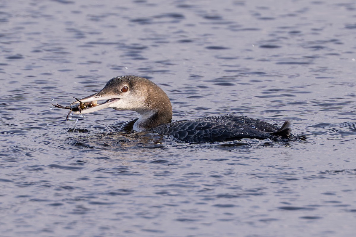 Common Loon - ML628437243