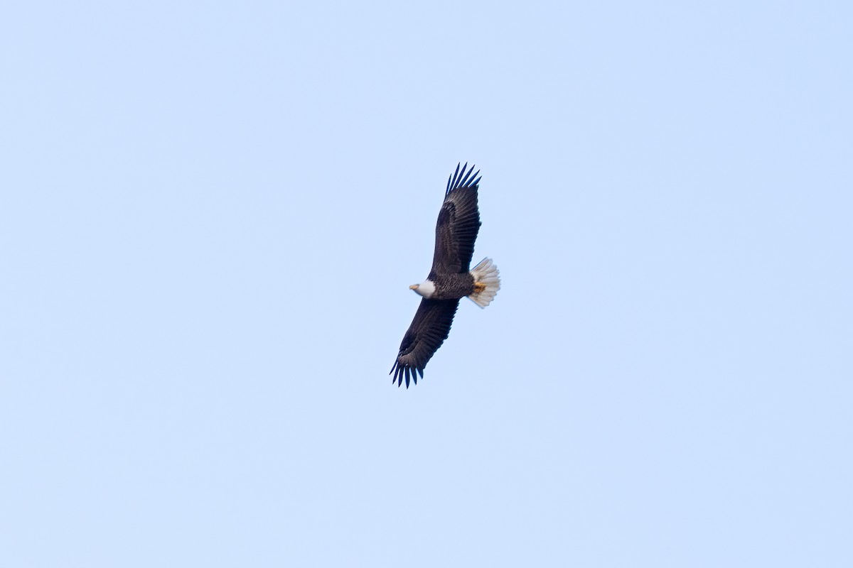 Bald Eagle - ML628437258