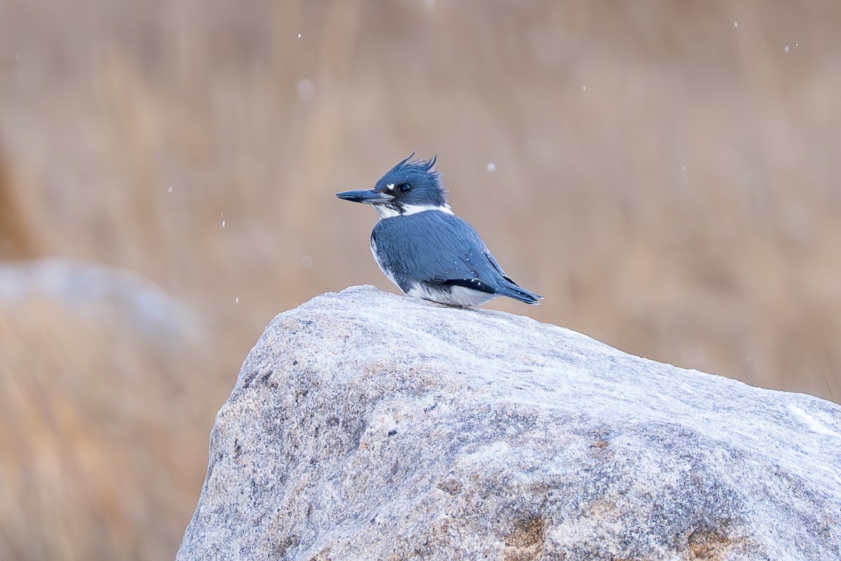 Belted Kingfisher - ML628437264