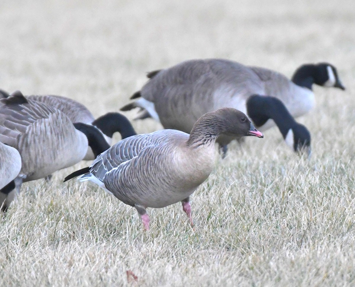 Pink-footed Goose - ML628437347