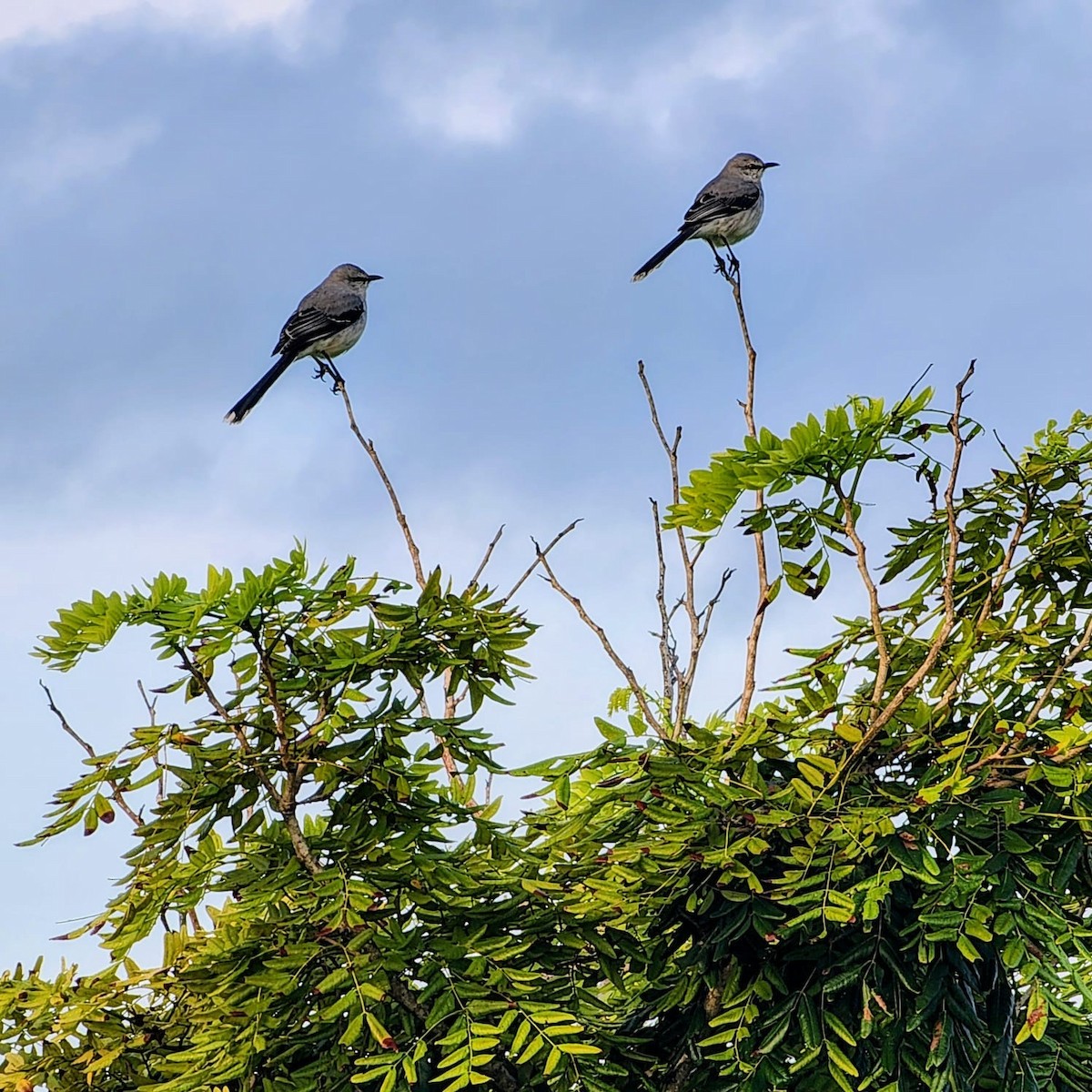 Tropical Mockingbird - ML628437653