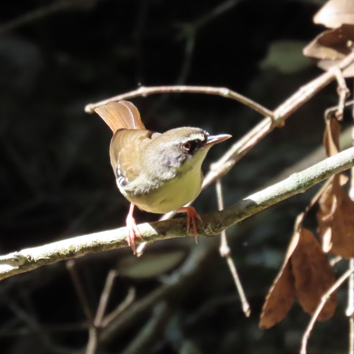 White-browed Scrubwren (Buff-breasted) - ML628437657