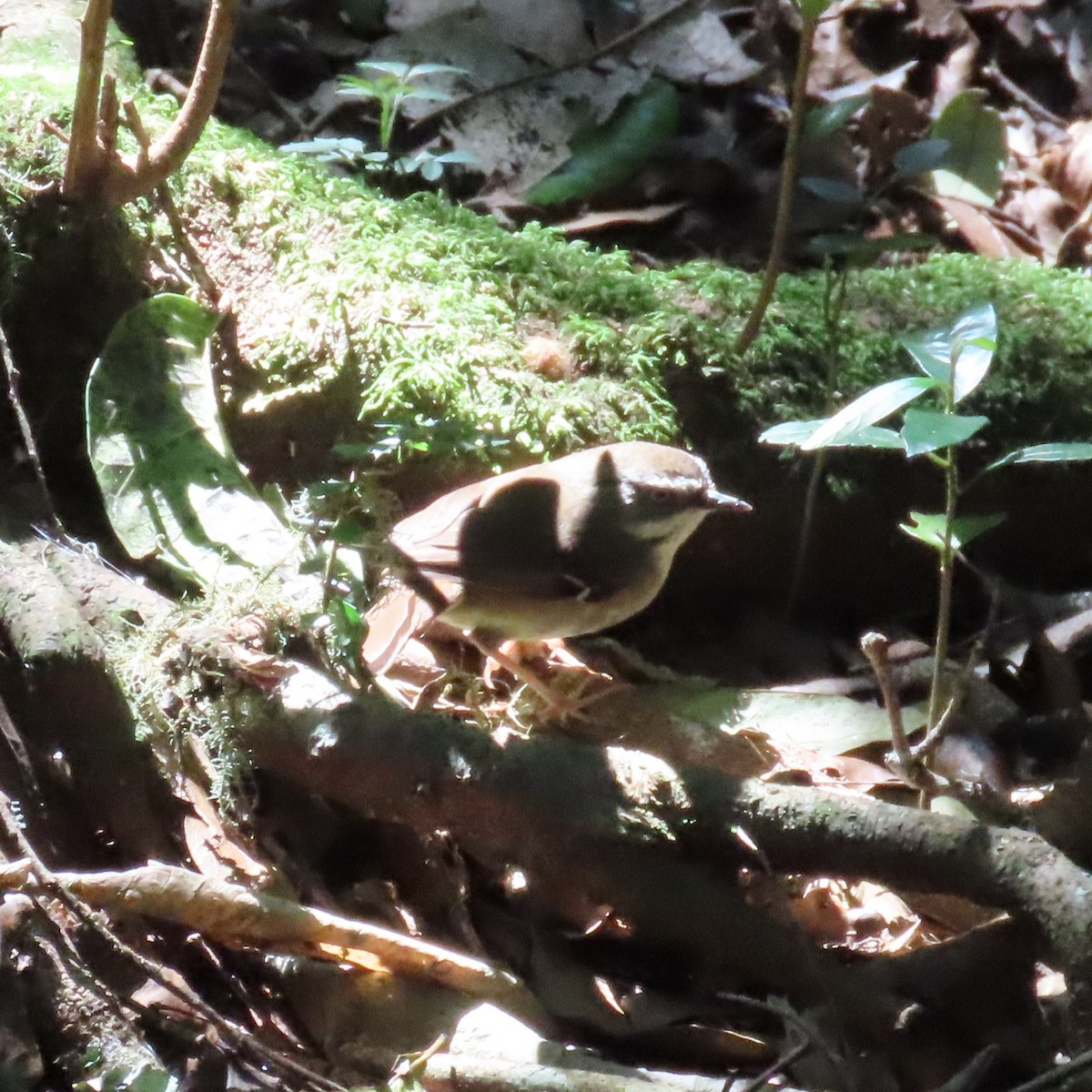 White-browed Scrubwren (Buff-breasted) - ML628437658