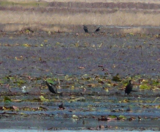 Double-crested Cormorant - ML628437735