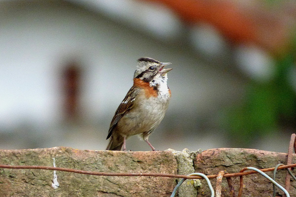Rufous-collared Sparrow - ML628437747