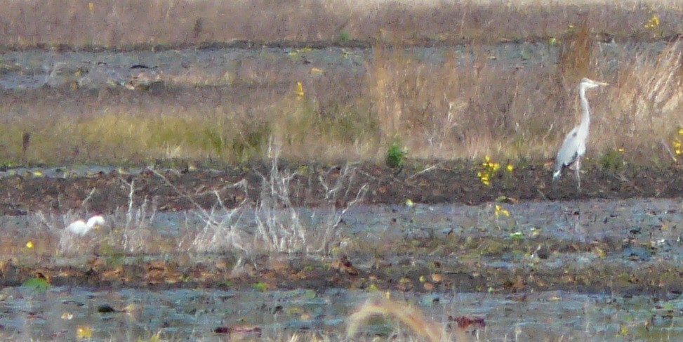 Great Blue Heron (Great Blue) - ML628437748
