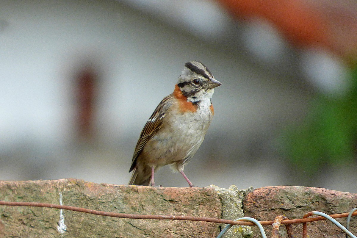 Rufous-collared Sparrow - ML628437751